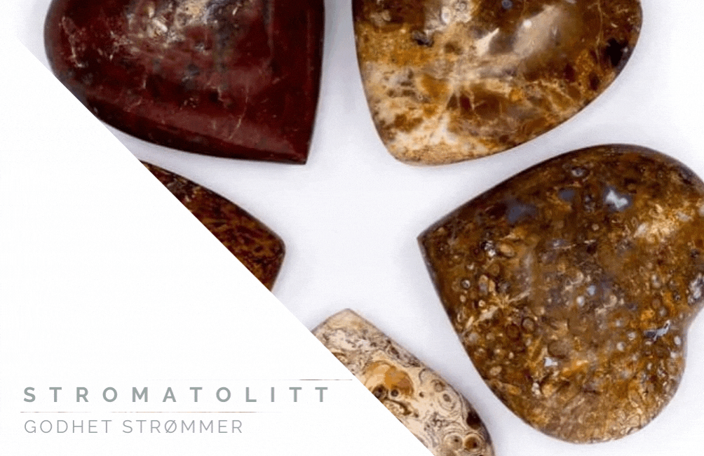 Stromatolitt 5cm  Hjertesten 